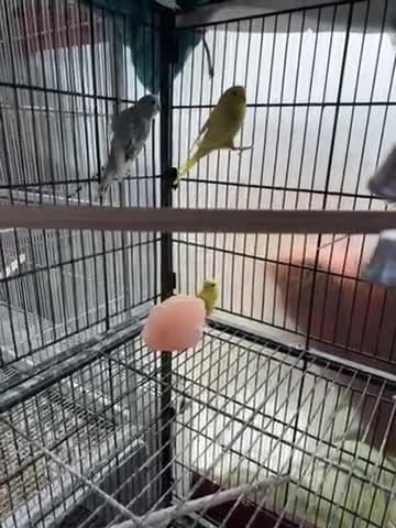 Budgerigars birds for sale: Budgies  - Video 1
