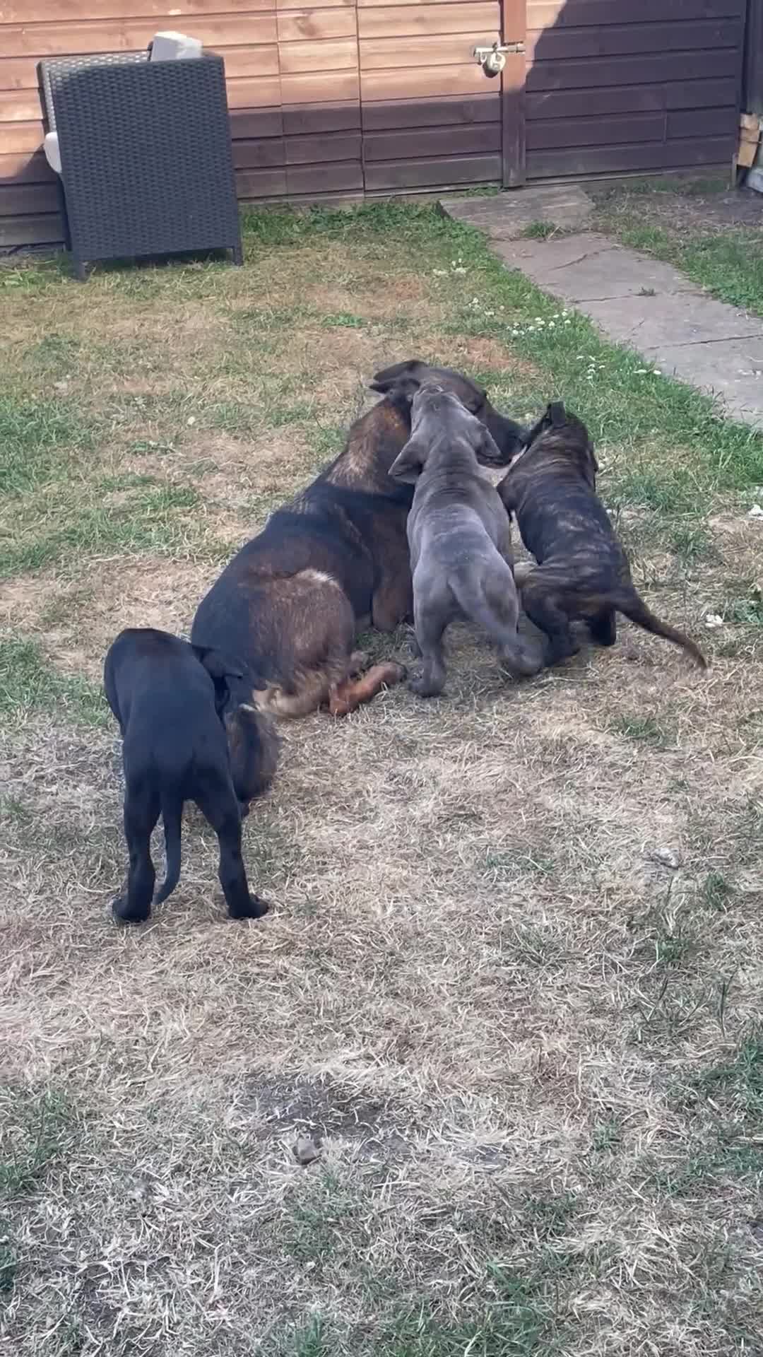 Cane Corso dogs for sale: Cane Corso Female Puppy, Grand Champion Bloodline - Video 1