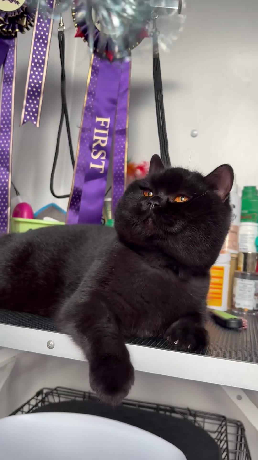 British Shorthair cats for sale: Beautiful black BSH  - Video 1
