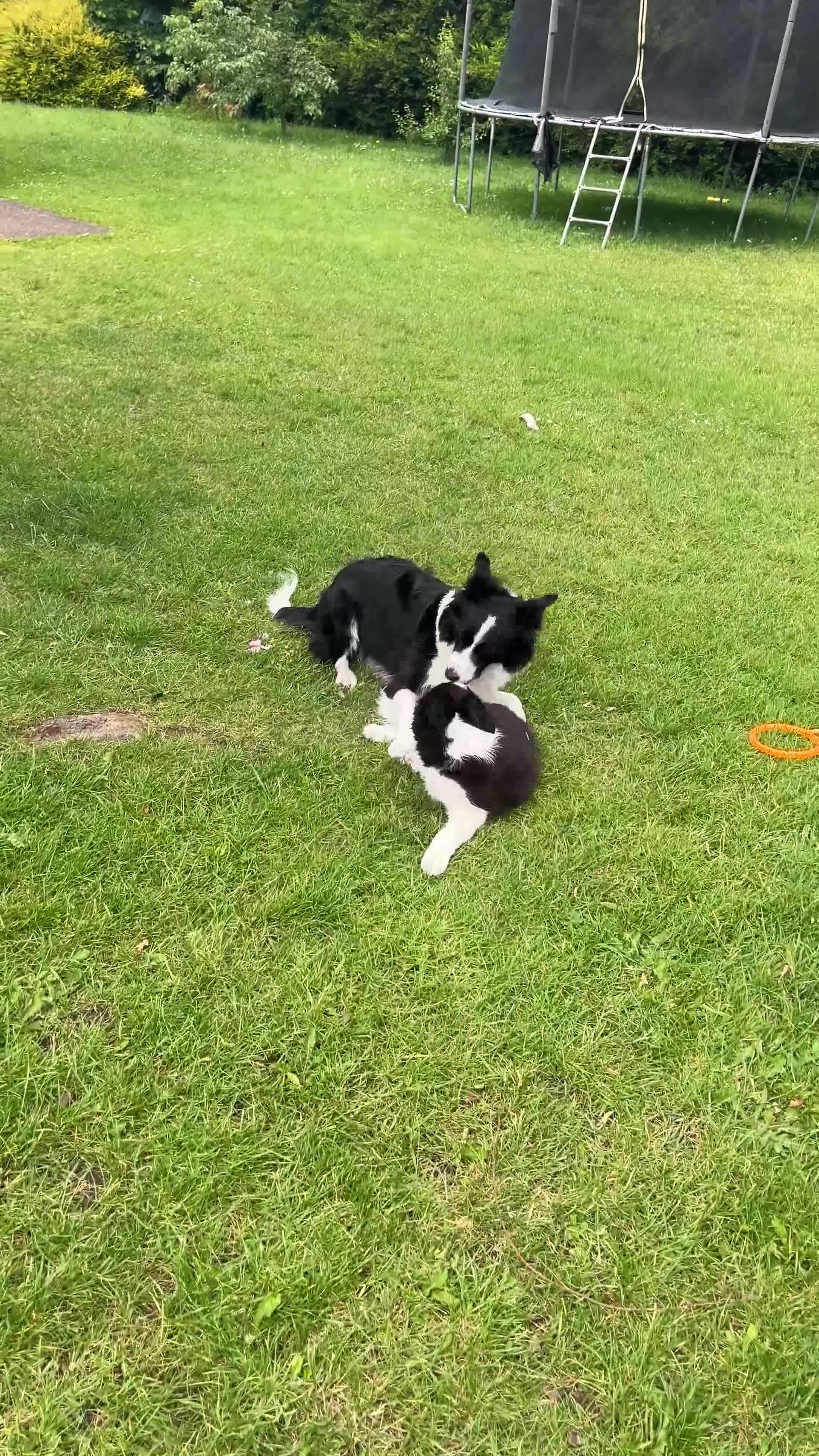 Border Collie dogs for sale: KC Reg Beautiful Border Collie Boy Ready Now - Video 2
