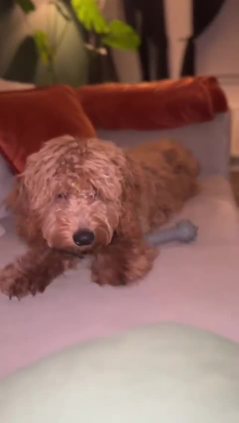 Cockapoo dogs for sale: 🐾 Beautiful F1 Tanned Cockapoo Puppy 🐾  - Video 2