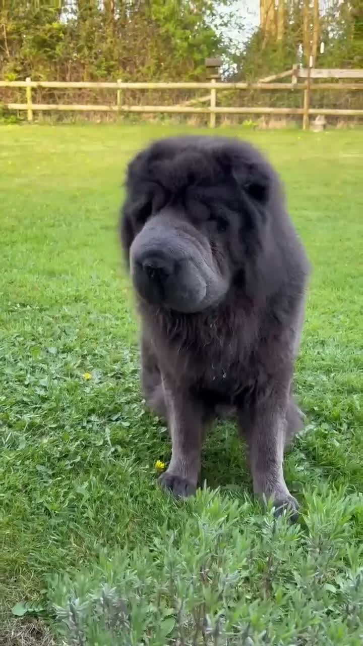 Shar Pei dogs for stud: Shar pei Bear coat stud in Dorchester - Video 1