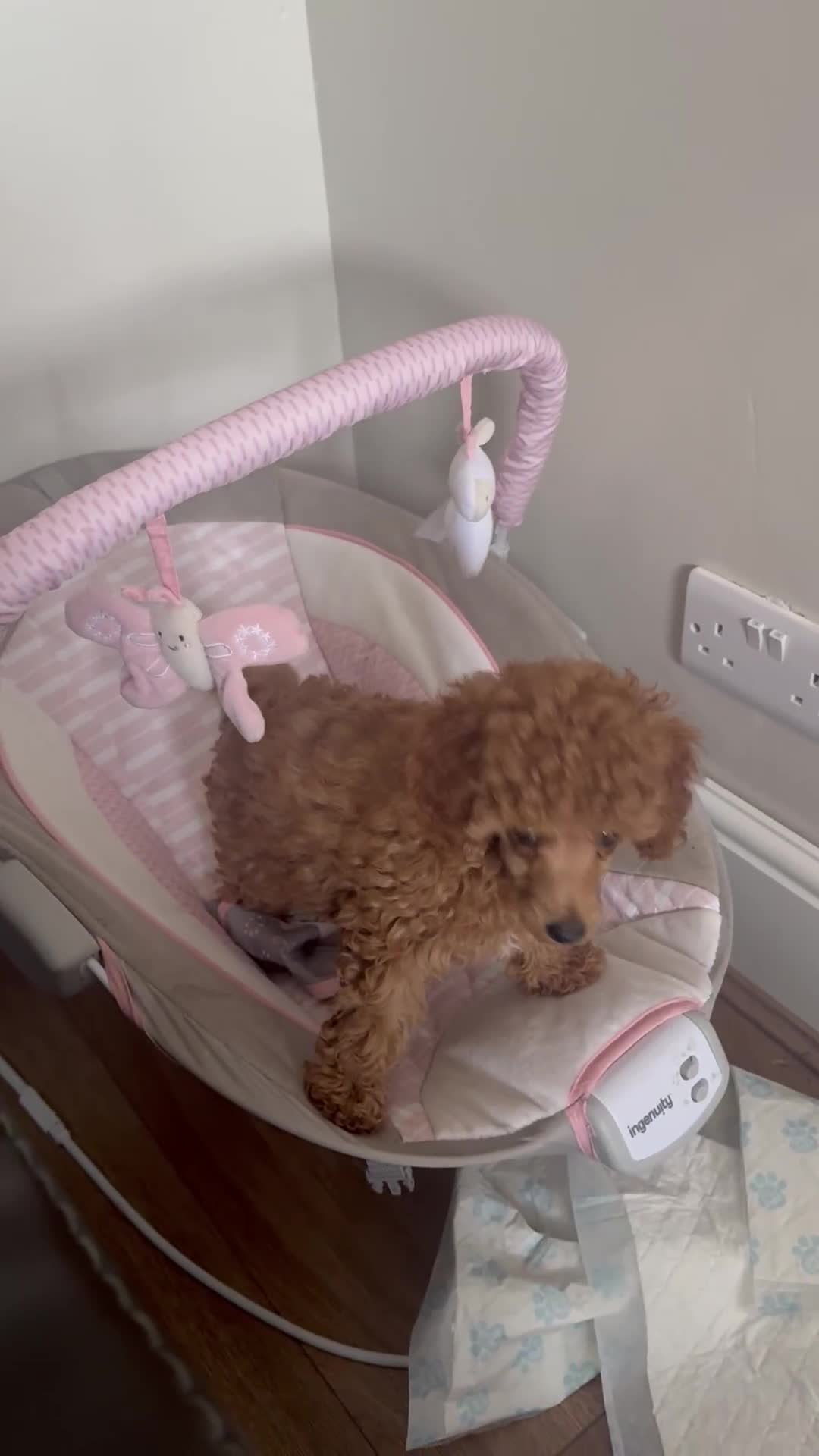 Toy Poodle dogs for sale: Last Toy Poodle girl 🐩 - Video 1
