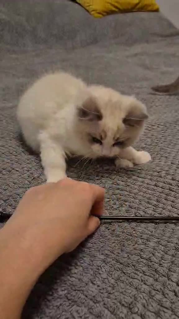 Ragdoll cats for sale: 1 Male Tica Registered Available. Ready Now - Video 3