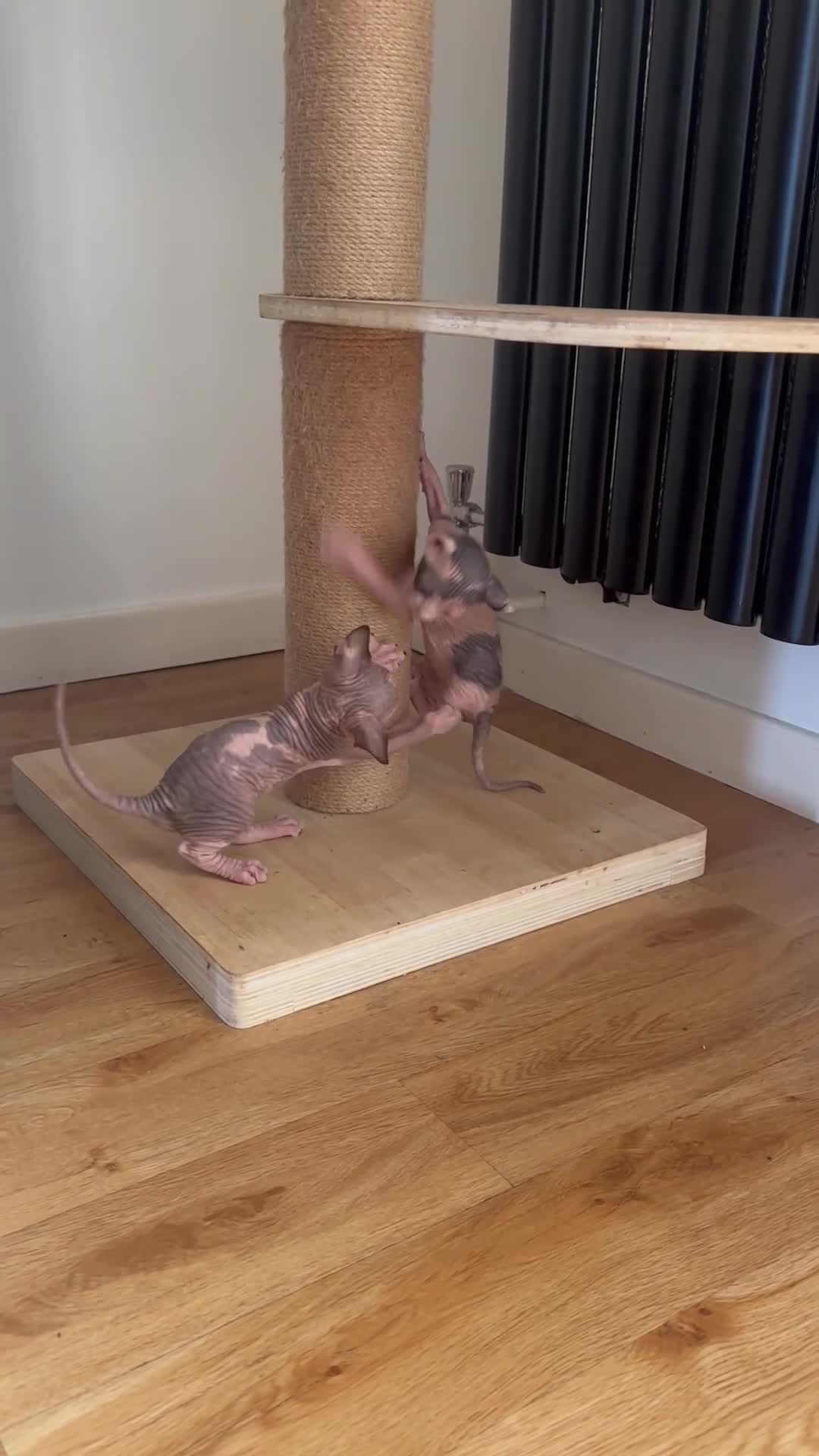 Sphynx cats for sale: Adorable sphinx kittens - Video 4