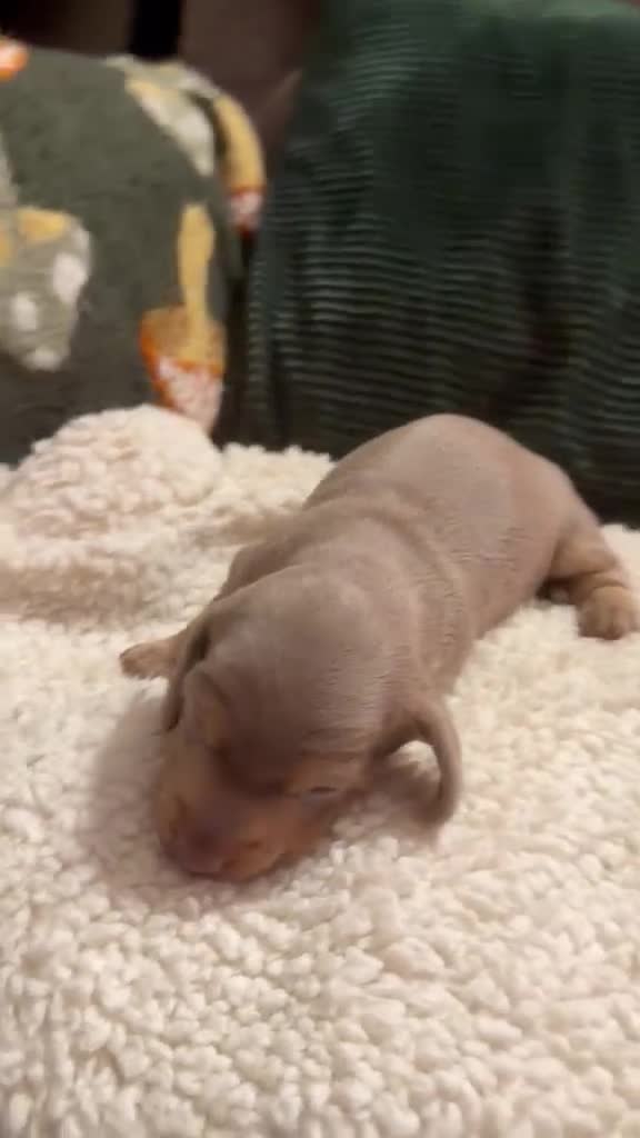 Miniature Dachshund dogs for sale: Beautiful miniature dachshund puppies  in Durham - Video 3