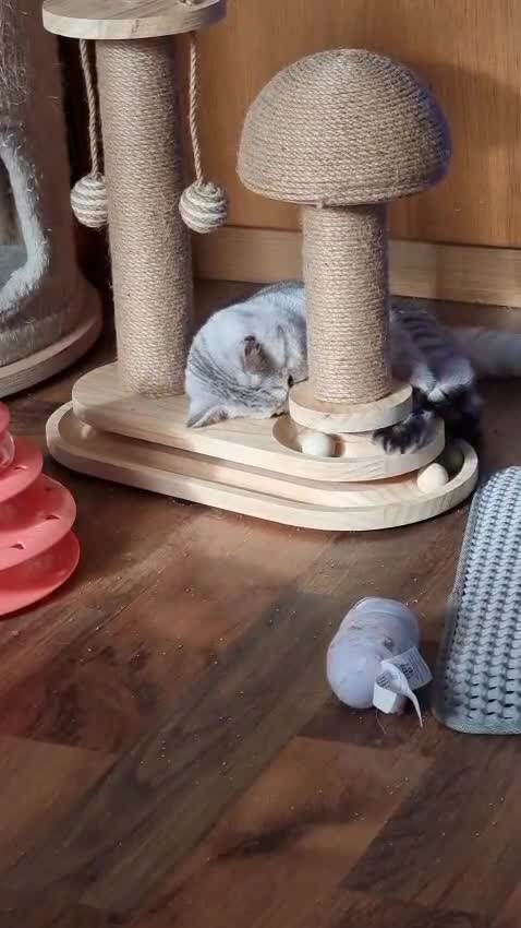 British Shorthair cats for sale: Silver Tabby Classic 5 Months Old GCCF Pedigree - Video 2