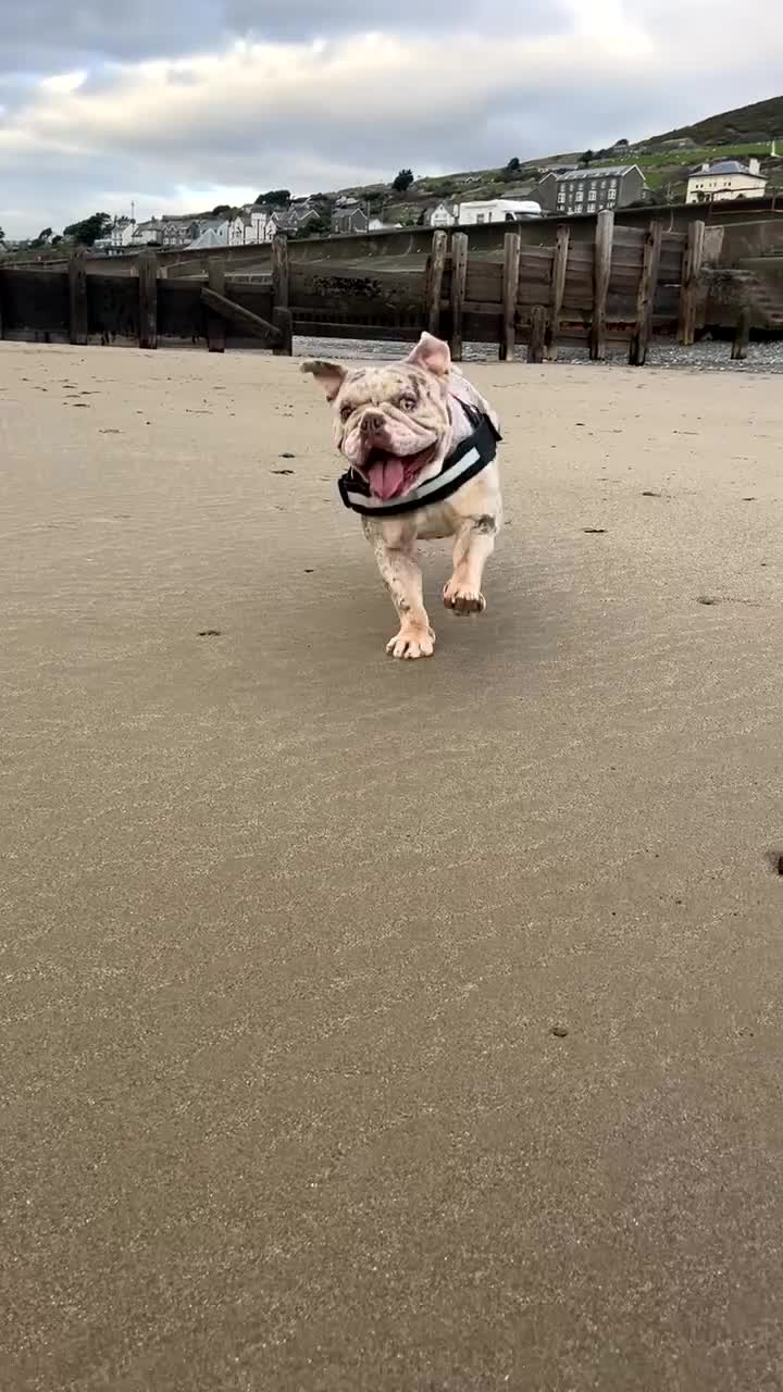 English Bulldog dogs for sale: 2 year old Lilac merle  - Video 1