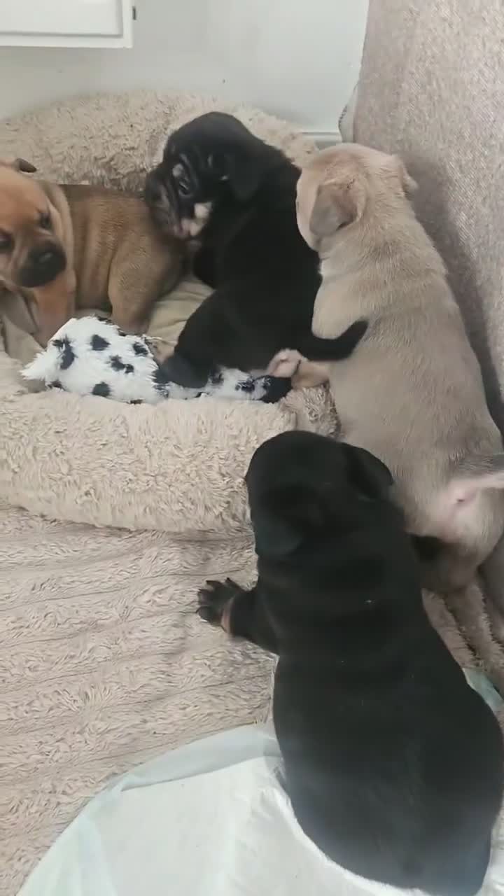 Mixed Breed dogs for sale: 🐾Frenchie-pei puppy's🐾 in Bristol - Video 1