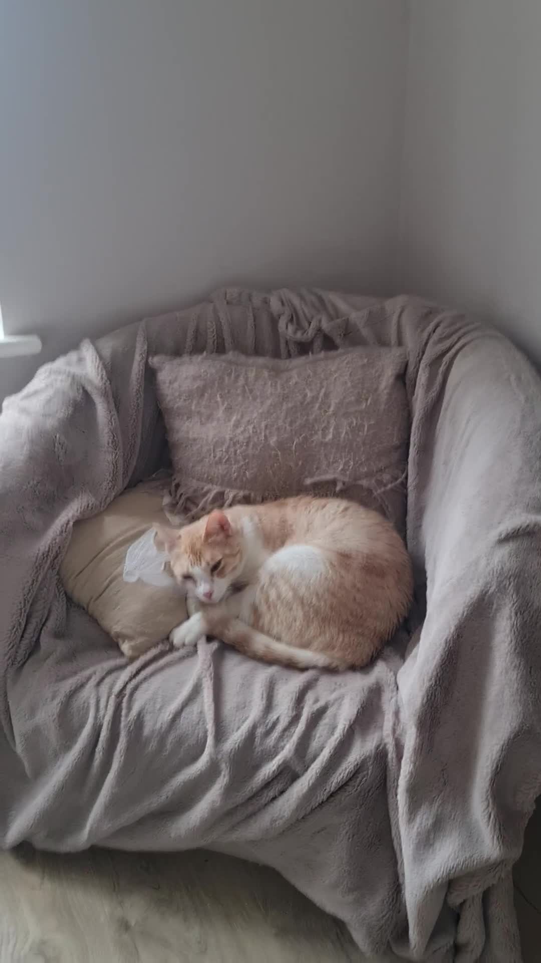Mixed Breed cats for adoption: Lovely Theo is looking for a furever home - Video 1
