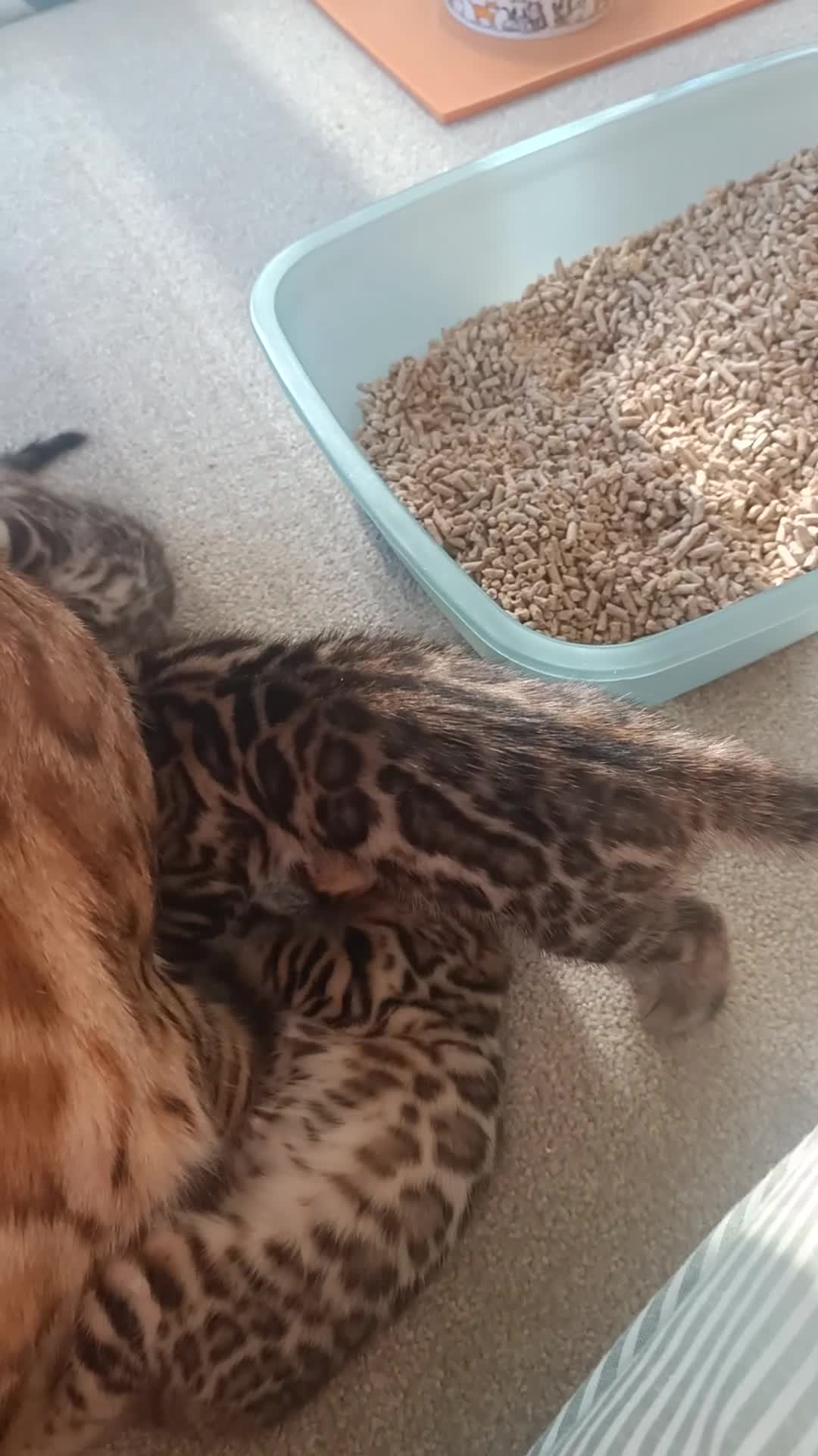 Bengal cats for sale: Absolutely beautiful pedigree bengal kittens - Video 2