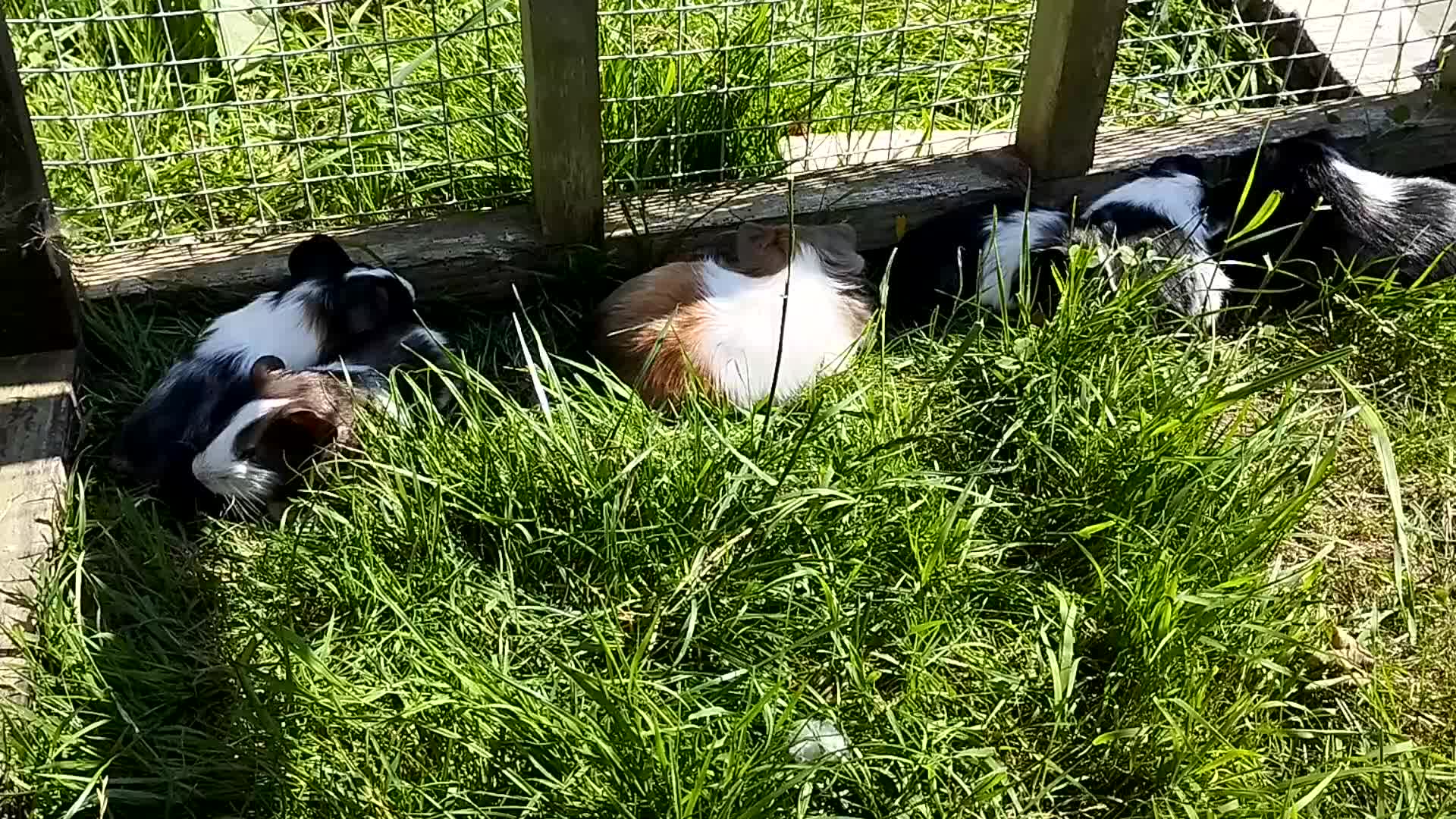 Guinea Pig rodents for sale: Stunning Guinea pigs for sale  - Video 1
