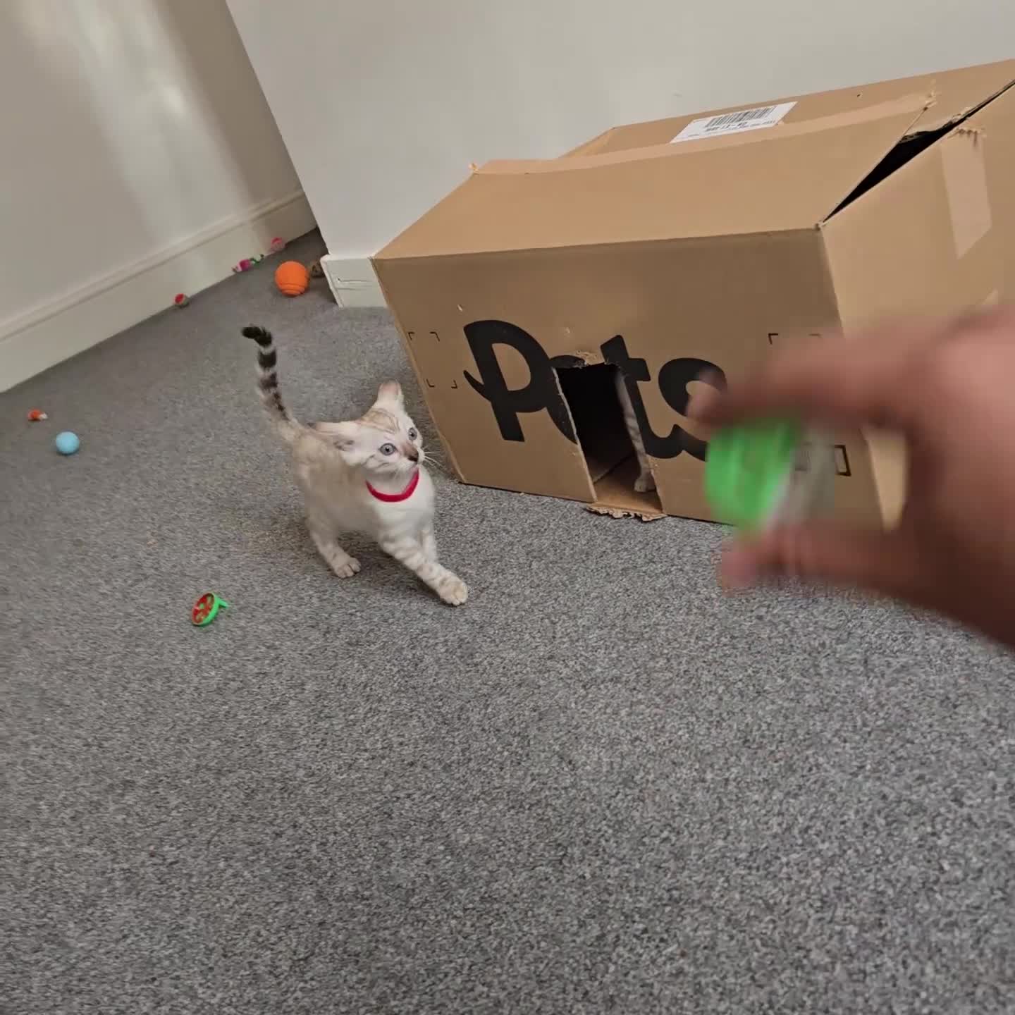 Bengal cats for sale: BLUE EYE SNOW BENGAL LYNC TICA ACTIVE - Video 3