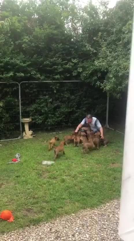 Belgian Shepherd Dog dogs for sale: Belgian Malinois puppies KC registered in Hartlepool - Video 5