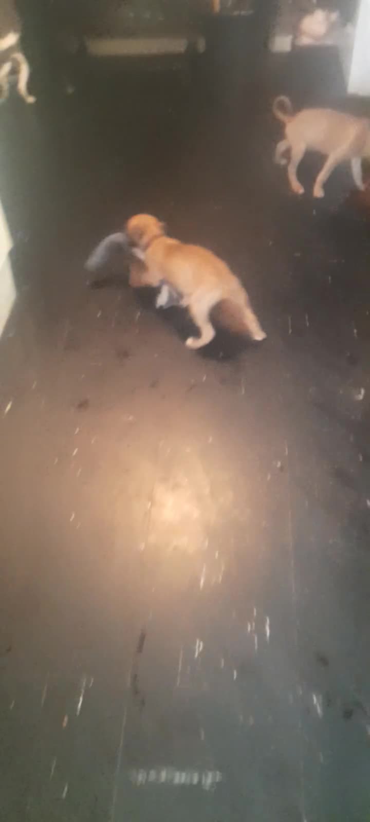 Whippet dogs for sale: Kc registered whippet pups 2 boys left - Video 4