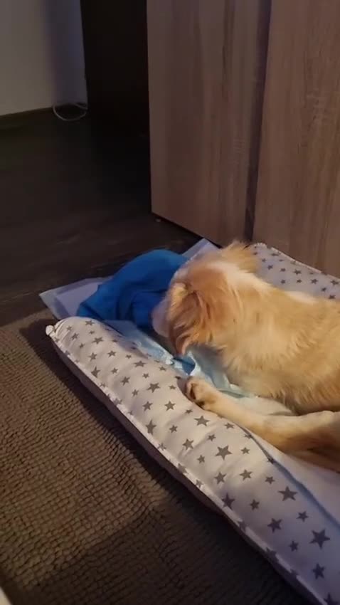 Mixed Breed dogs for adoption: Sweet Little OLAF – Hit and Run 😡 - Video 3