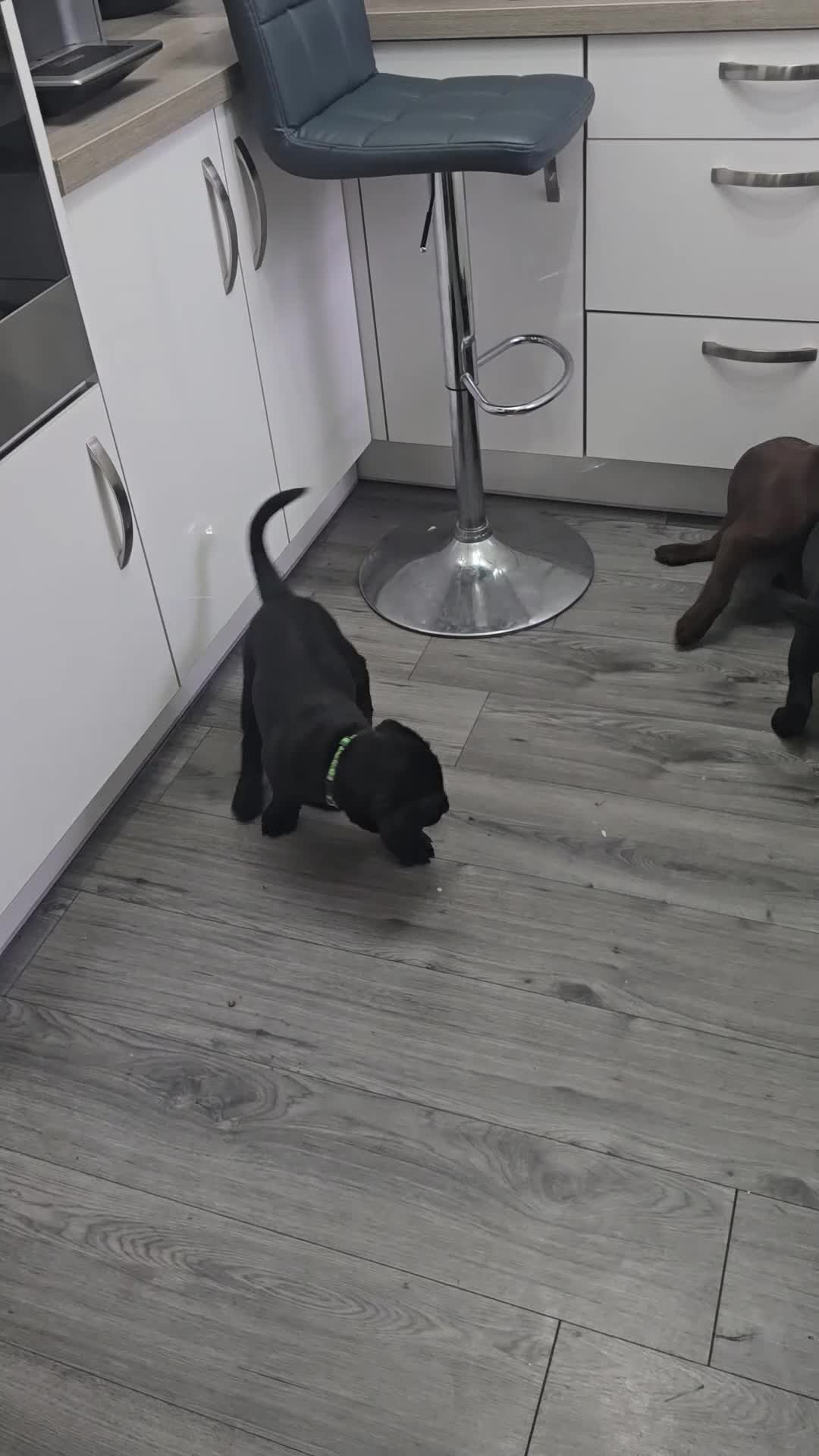 Labrador Retriever dogs for sale: Ready for home 🥰left last boy! - Video 1