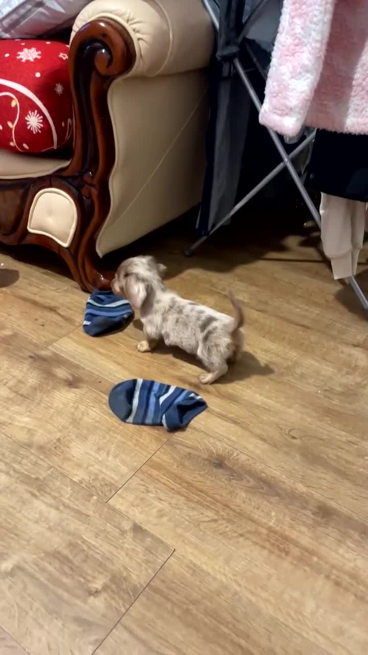 Dachshund dogs for sale: Miniature dachshund  - Video 1