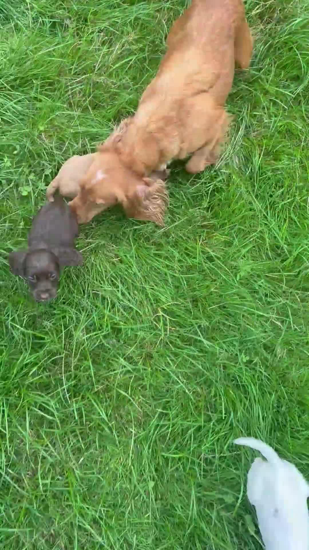 Cocker Spaniel dogs for sale: Worker cocker spaniel puppies for sale  - Video 3