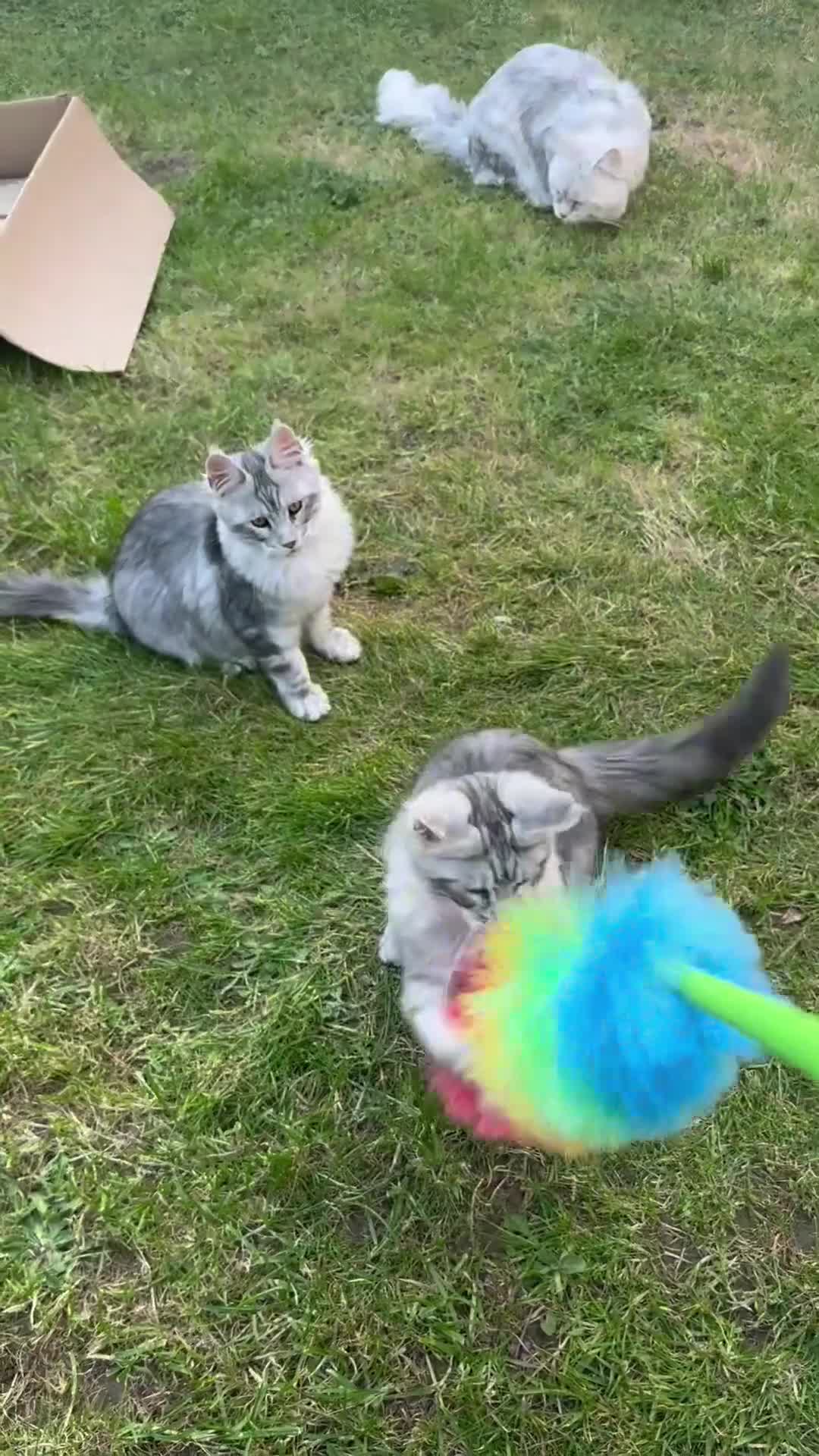 Maine Coon cats for sale: 6 STUNNING PEDIGREE TICA REG MAINE COON KITTENS - Video 4