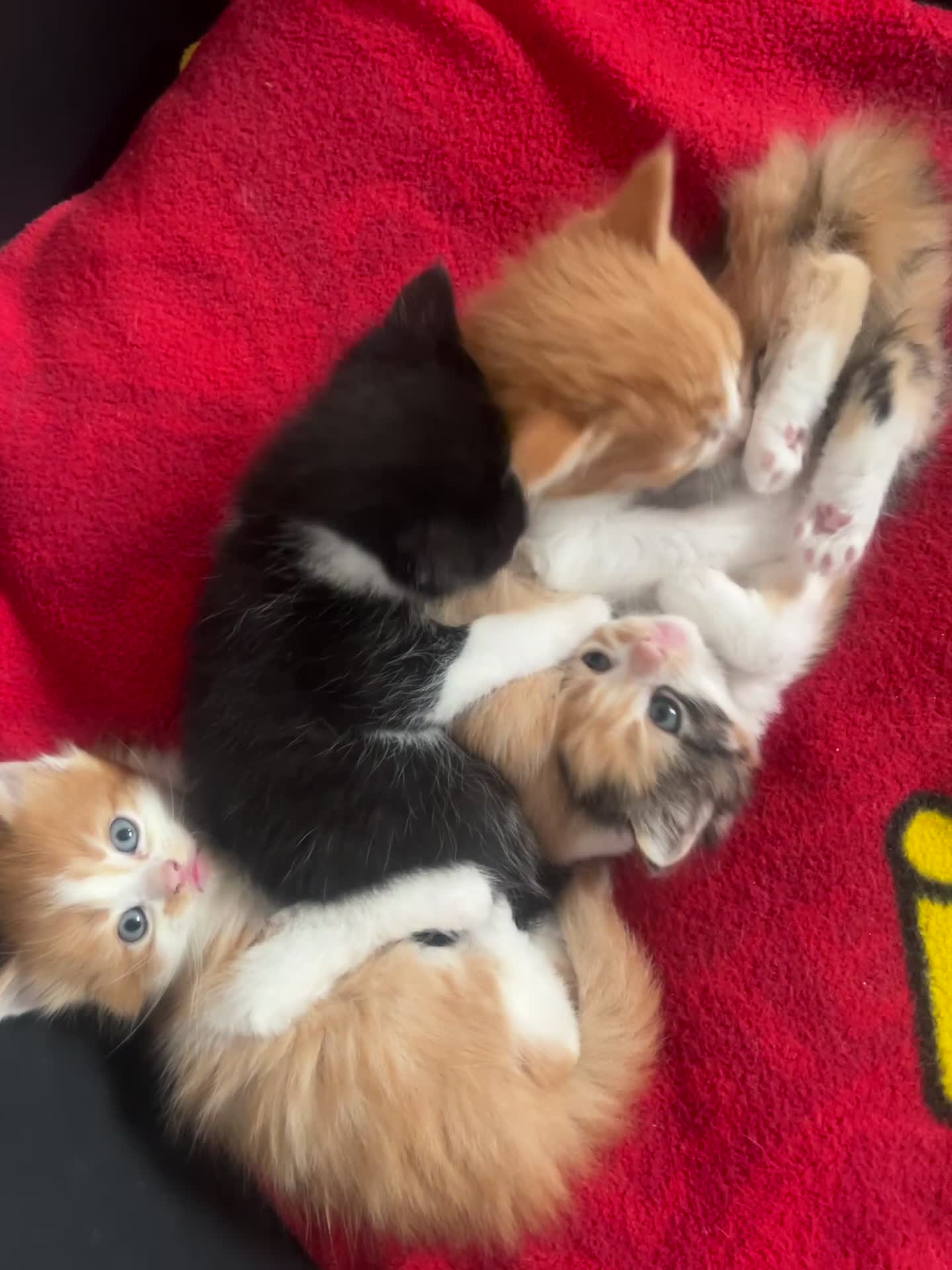Mixed Breed cats for sale: Beautiful Fluffy Kittens - Video 1