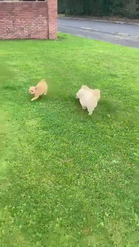 Poochon dogs for sale: Beautiful poochon puppies  in Paisley - Video 1