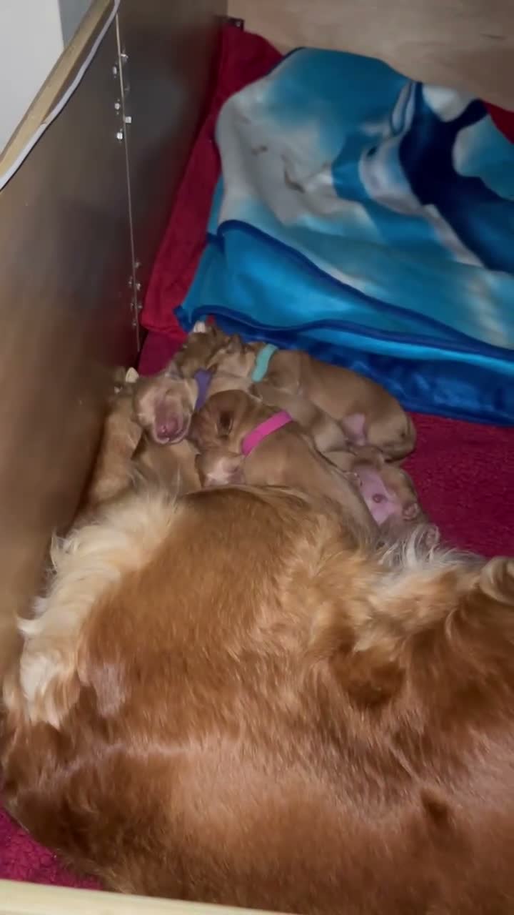 Golden Retriever dogs for sale: Beautiful family raised fox red golden retriever.  - Video 1