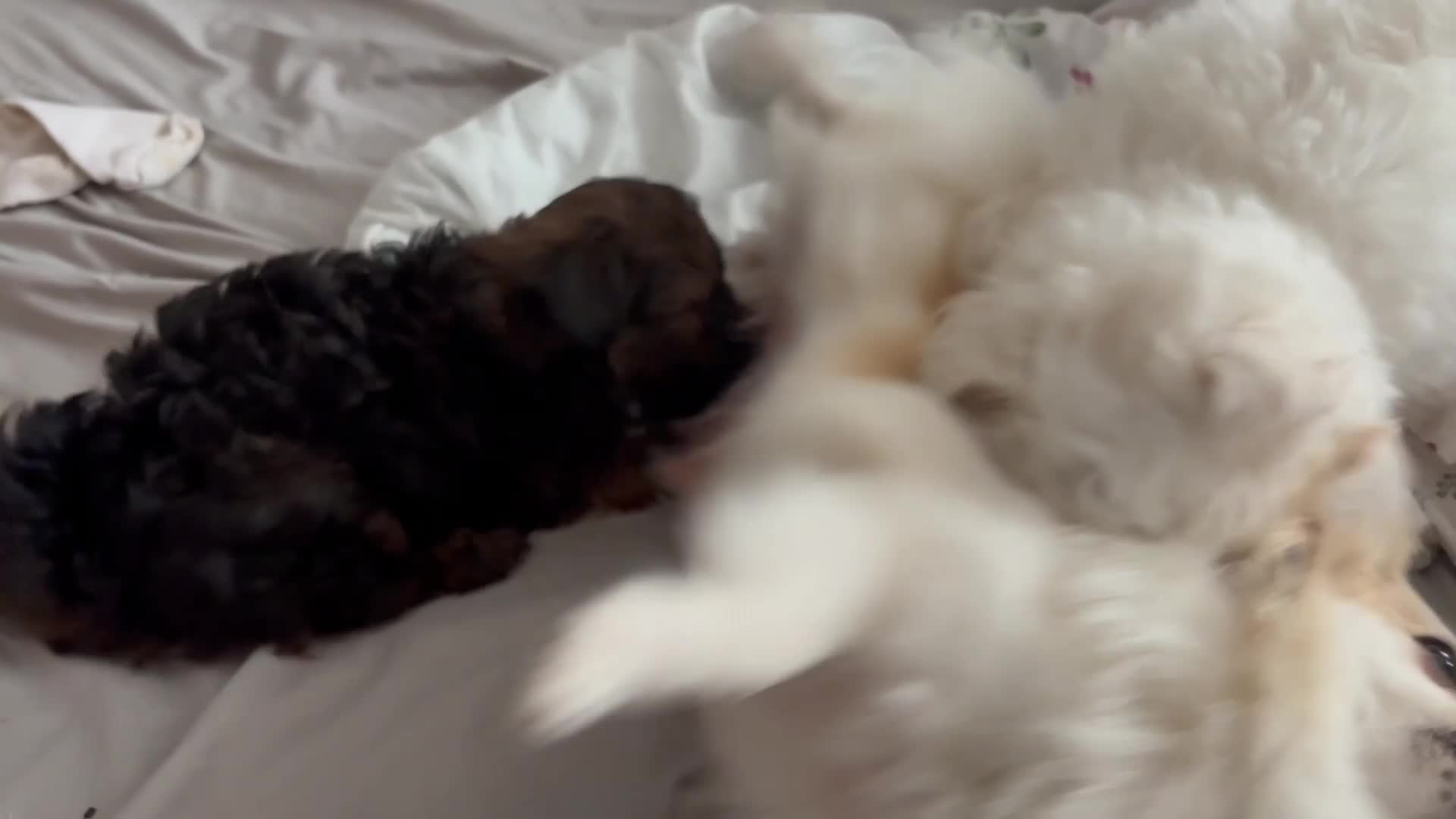 Bichon Frise dogs for sale: Bichon Frise - 1 Male Puppy (8 Weeks) Ready now  in Liverpool - Video 1