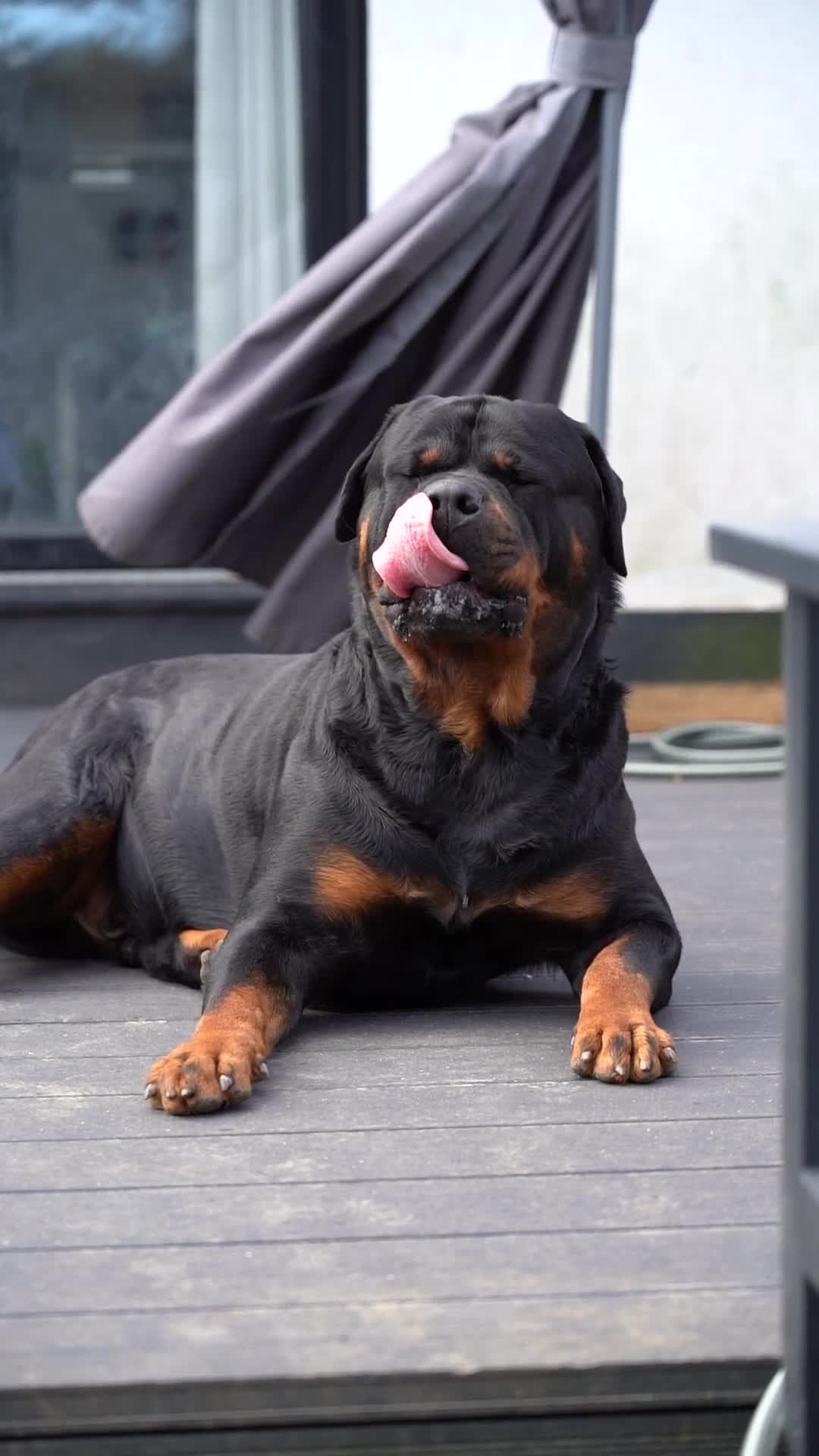 Rottweiler dogs for stud: Beautiful German Rottweiler stud  - Video 1
