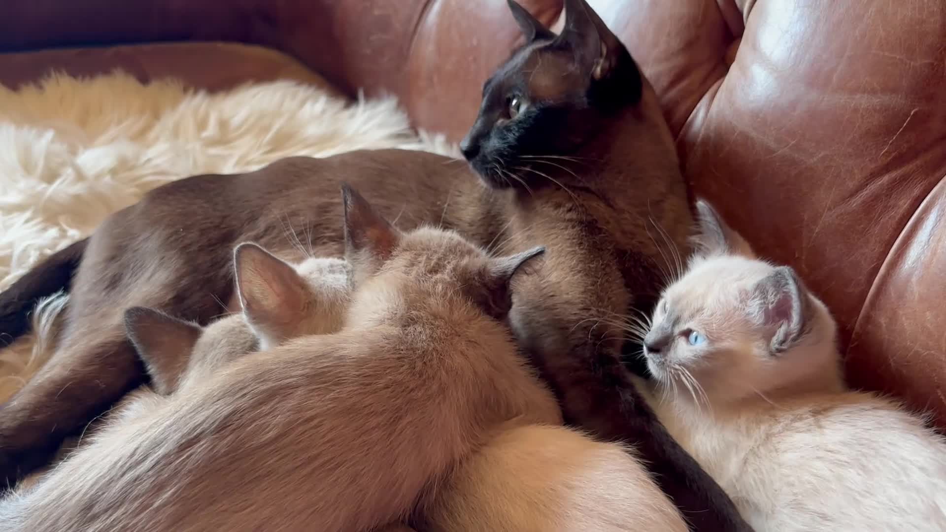 Tonkinese cats for sale: Exquisite Tonkdolls - Video 1