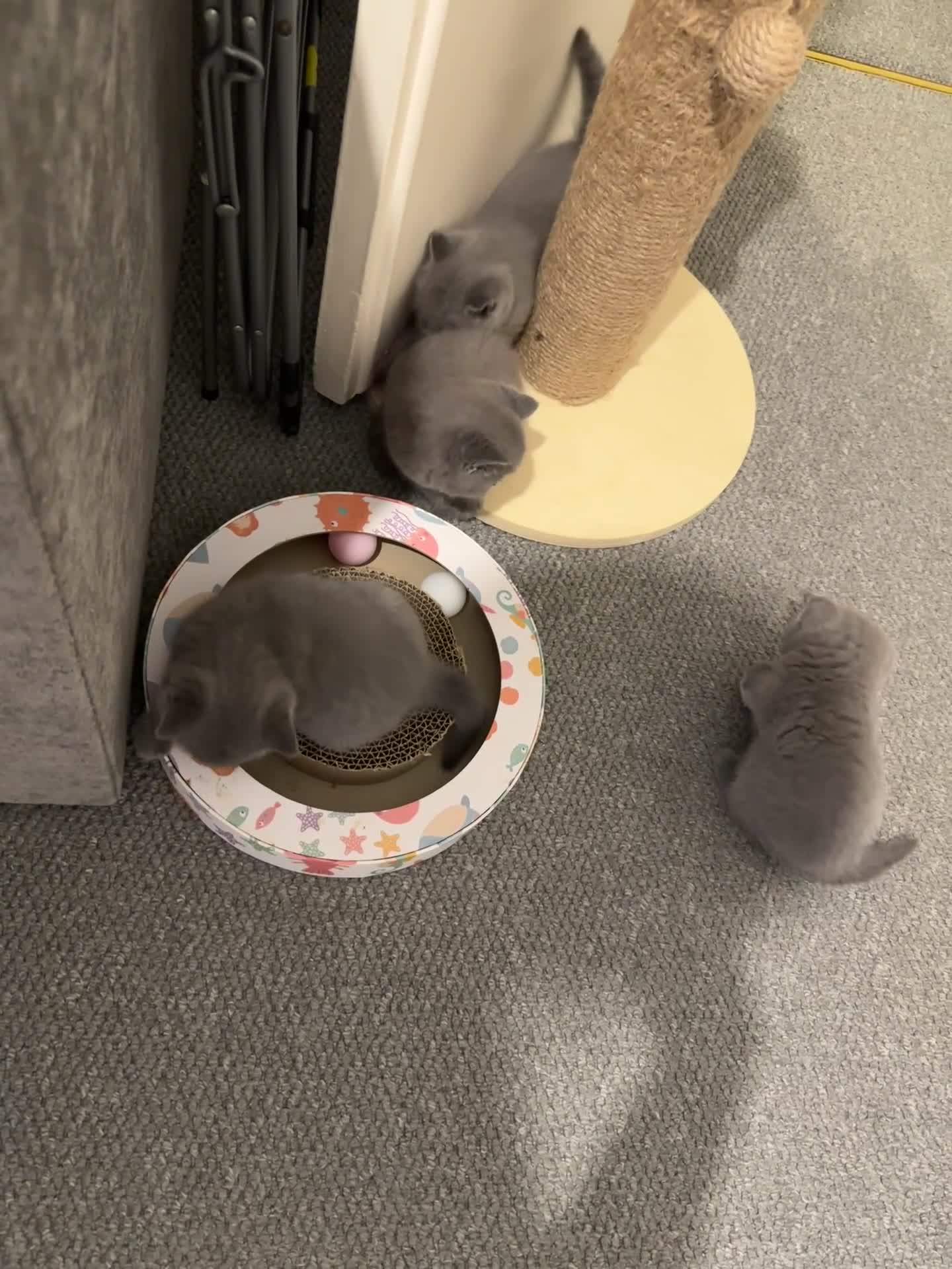 British Shorthair cats for sale: 3 British Shorthair Boys   - Video 1