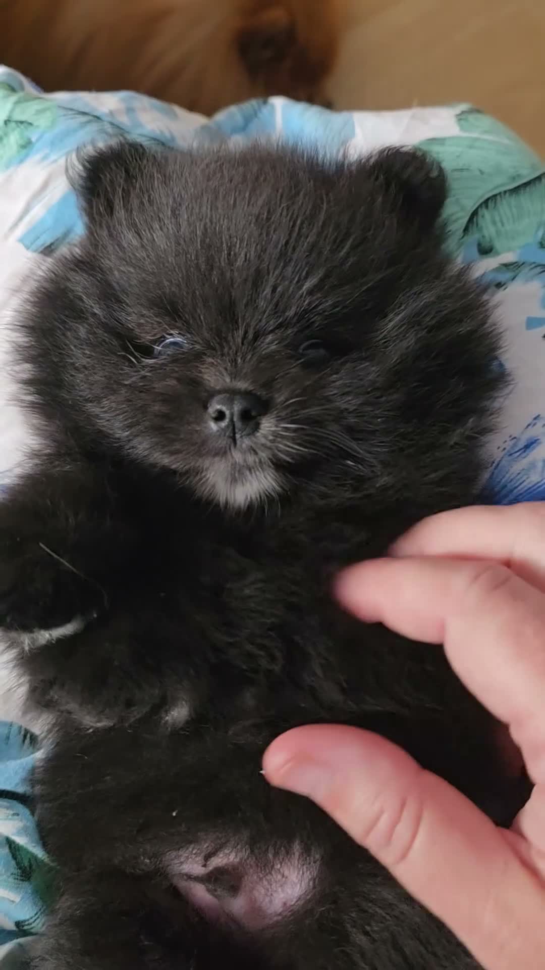 Pomeranian dogs for sale: Beautiful KC Registered Pomeranian Puppies - Video 4