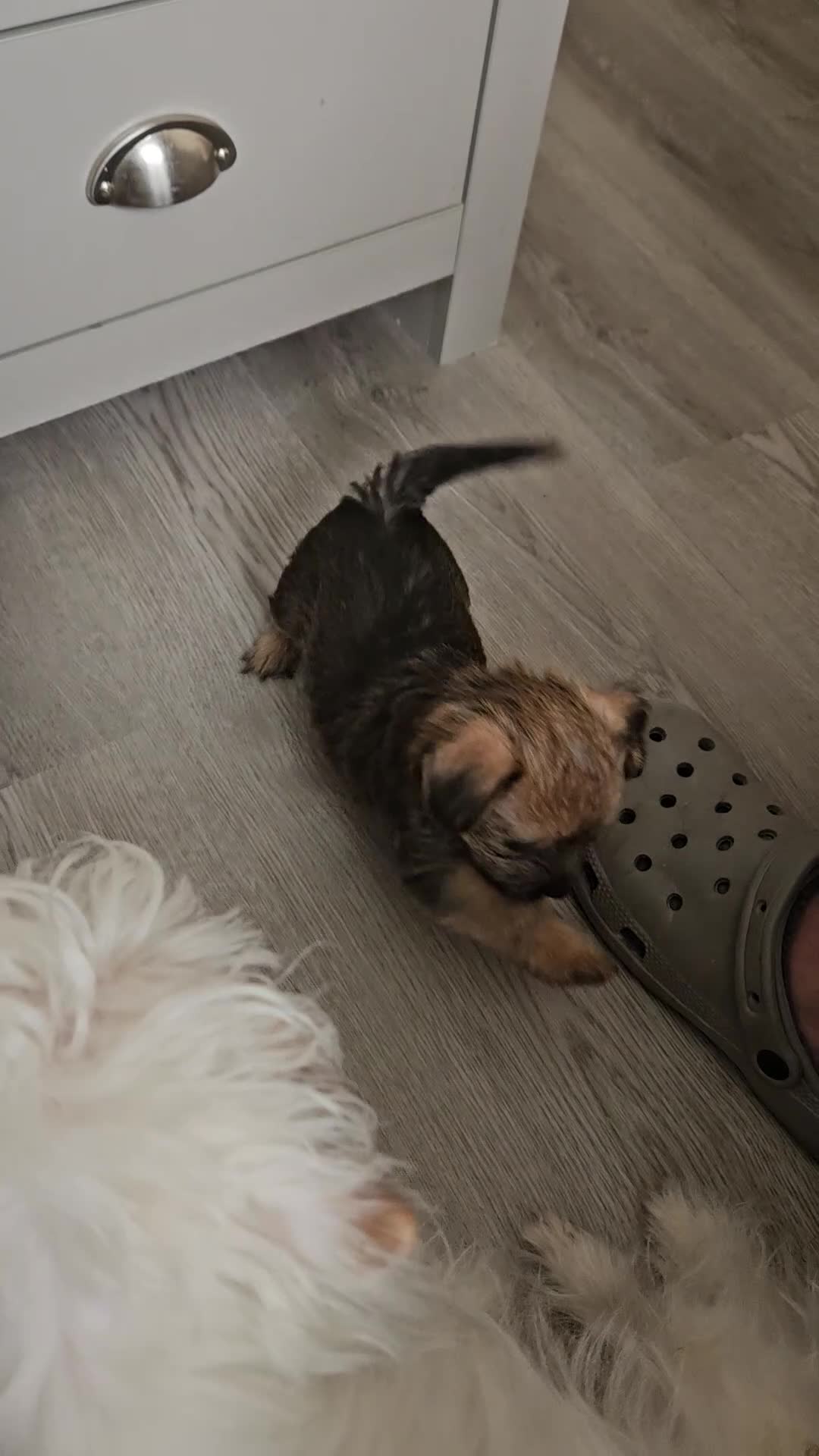 Mixed Breed dogs for sale:  **  chorkie x jackapoo puppies  - Video 3