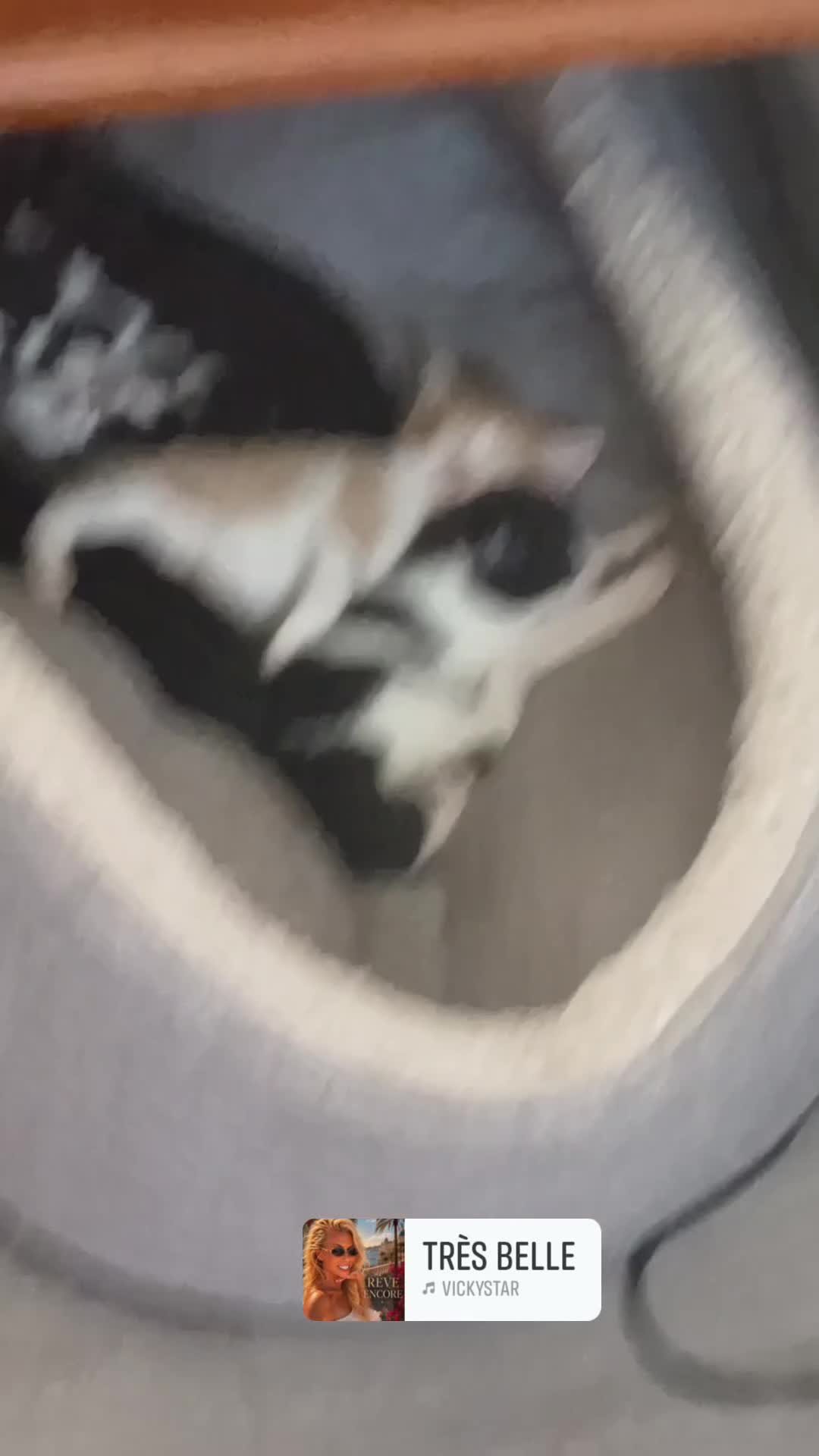 Mixed Breed cats for sale: Kittens looking for home ginger black white black - Video 1