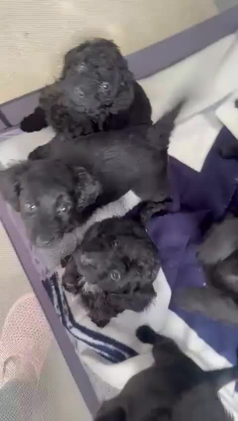 Cockapoo dogs for sale: Beautiful black cockapoo puppies for sale 💕 - Video 1