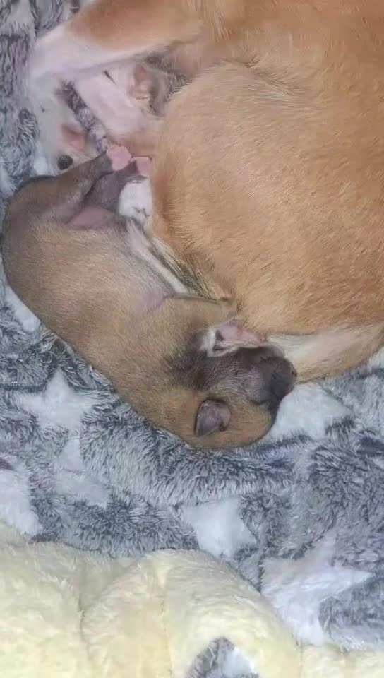 Pomchi dogs for sale: beautiful 5week old pomchi girl puppy  - Video 1