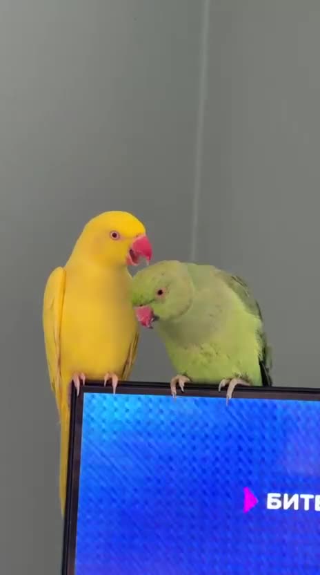 Ringnecks birds for sale: Male and Femele couple + Very good cage - Video 1