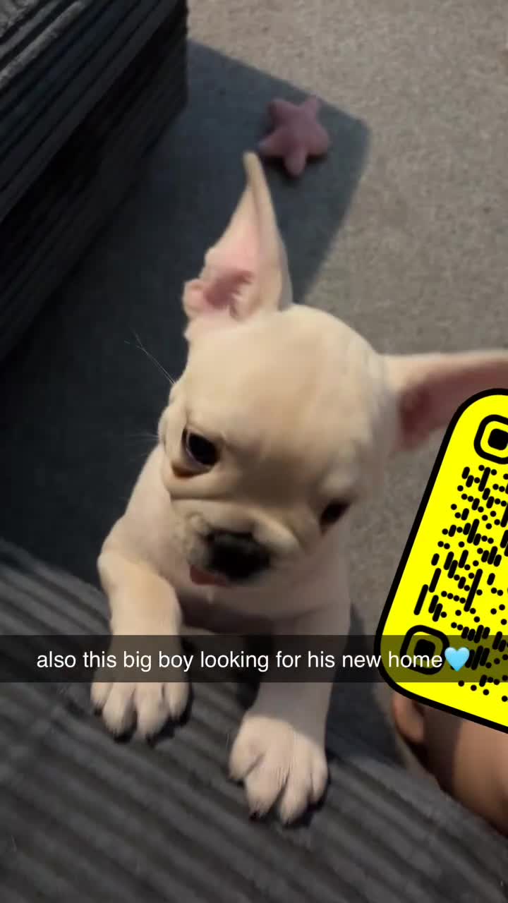 French Bulldog dogs for sale: 🐾 French Bulldog Puppy – 12 Weeks Old 🐾 - Video 2