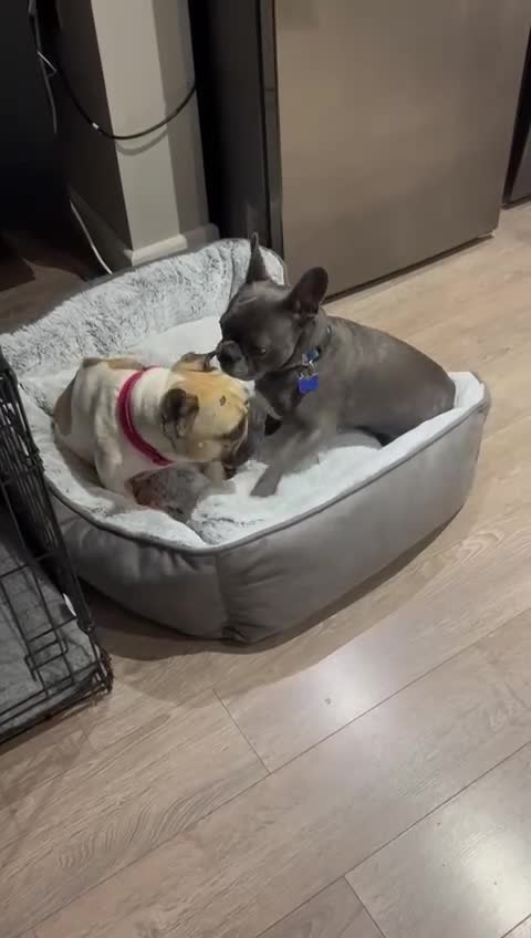 Mixed Breed dogs for adoption: 💖ELVA -a Sweet Frenchie Rescued From Starvation💖 - Video 1