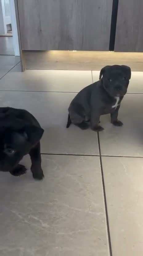 Staffordshire Bull Terrier dogs for sale: Beautiful chunky staffy pups ready to leave soon in Dudley - Video 1