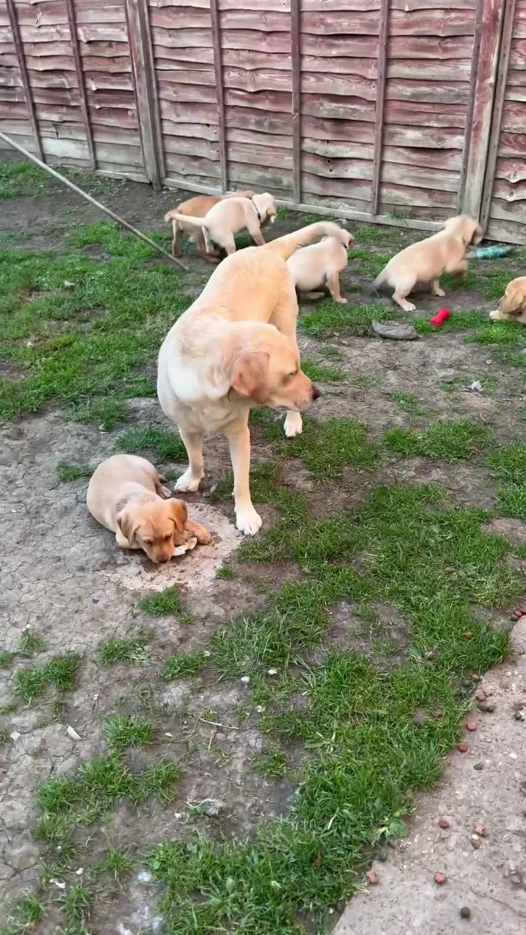 Labrador Retriever dogs for sale: Stunning KC reg Labrador pups ready to leave  - Video 1
