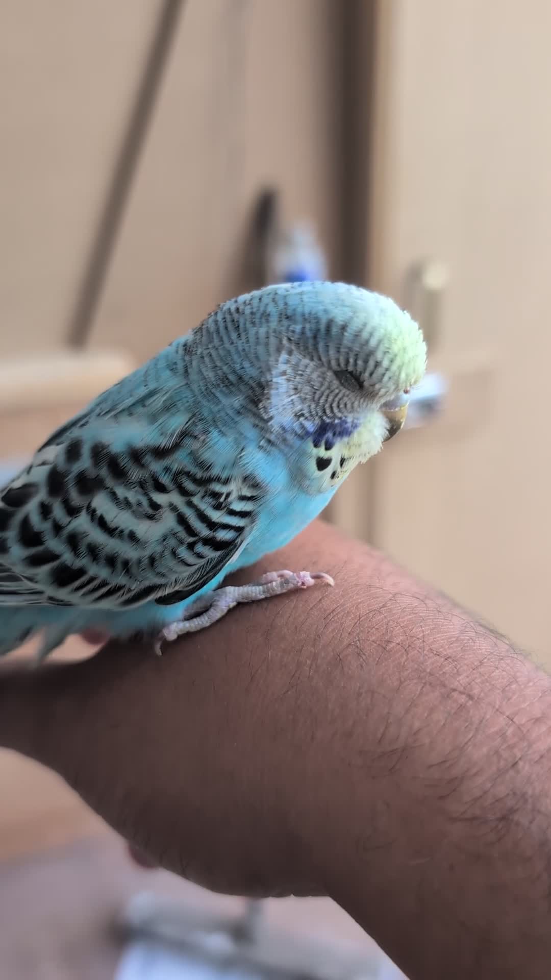 Budgerigars birds for sale: Budgies with Complete setup and Cage - Video 1