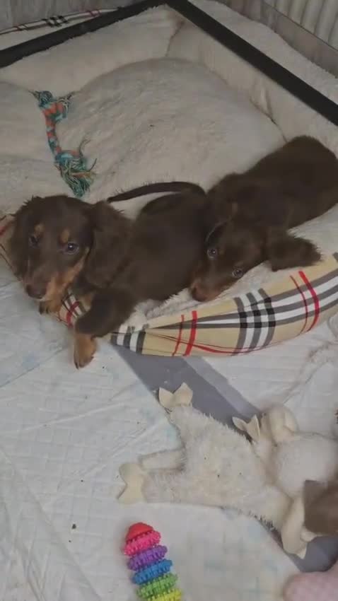 Miniature Dachshund dogs for sale: Top quality Mini long-haired dashhound, Isabella  - Video 1