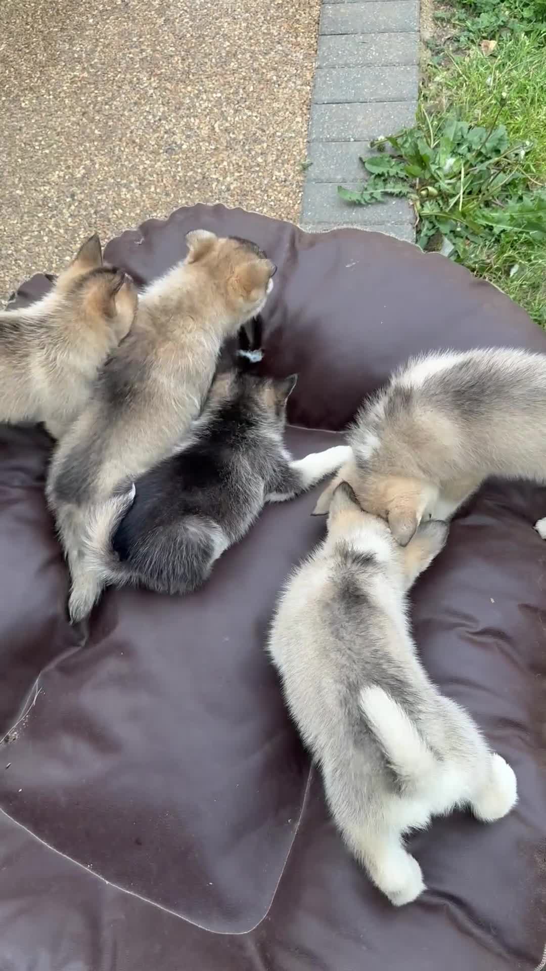 Pomsky dogs for sale: 6 beautiful pomsky 3 girls 3 boy ready to leave  - Video 4