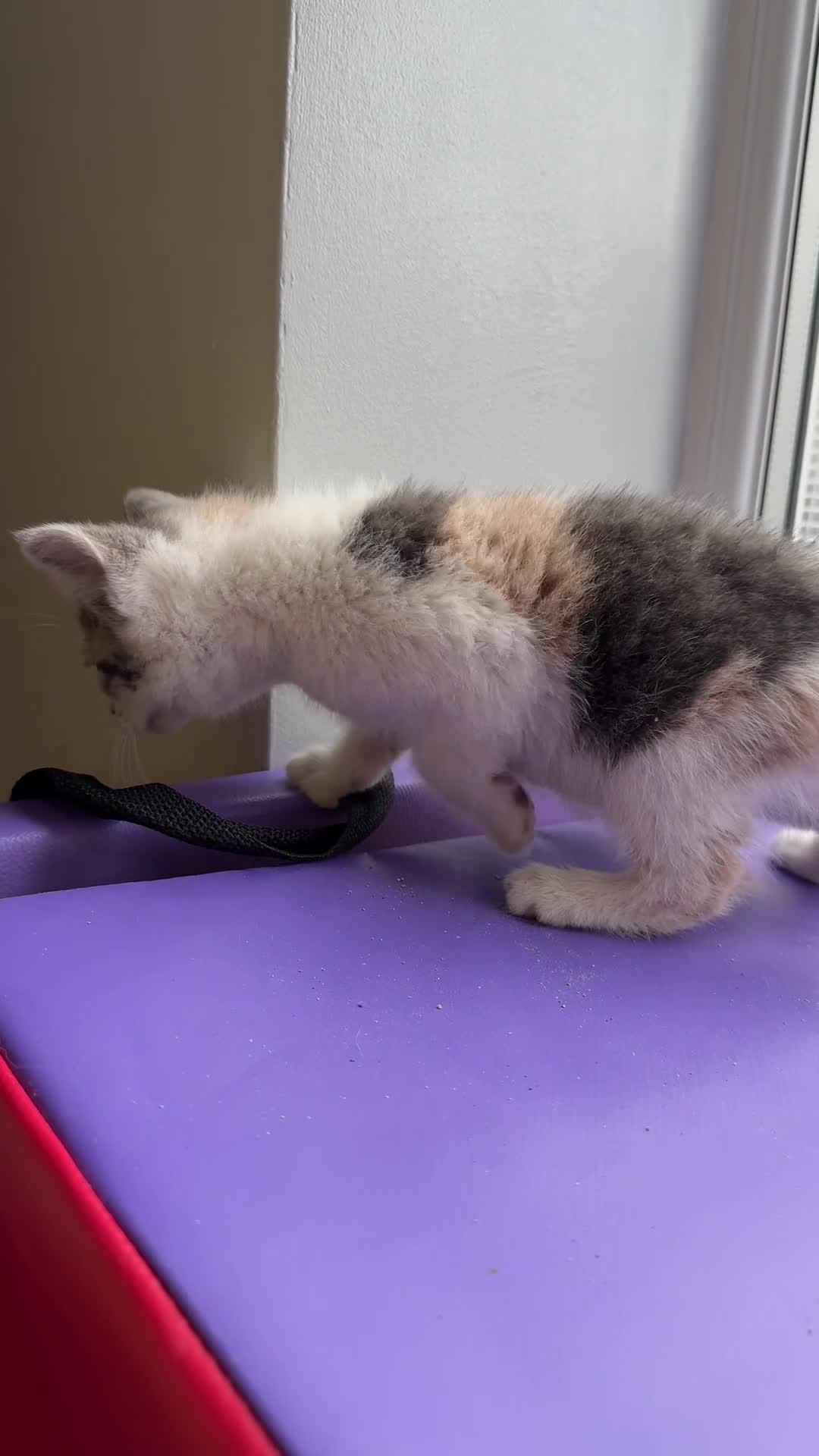 Mixed Breed cats for sale: 4 STUNNING KITTENS READY FOR A LOVING HOME - Video 2