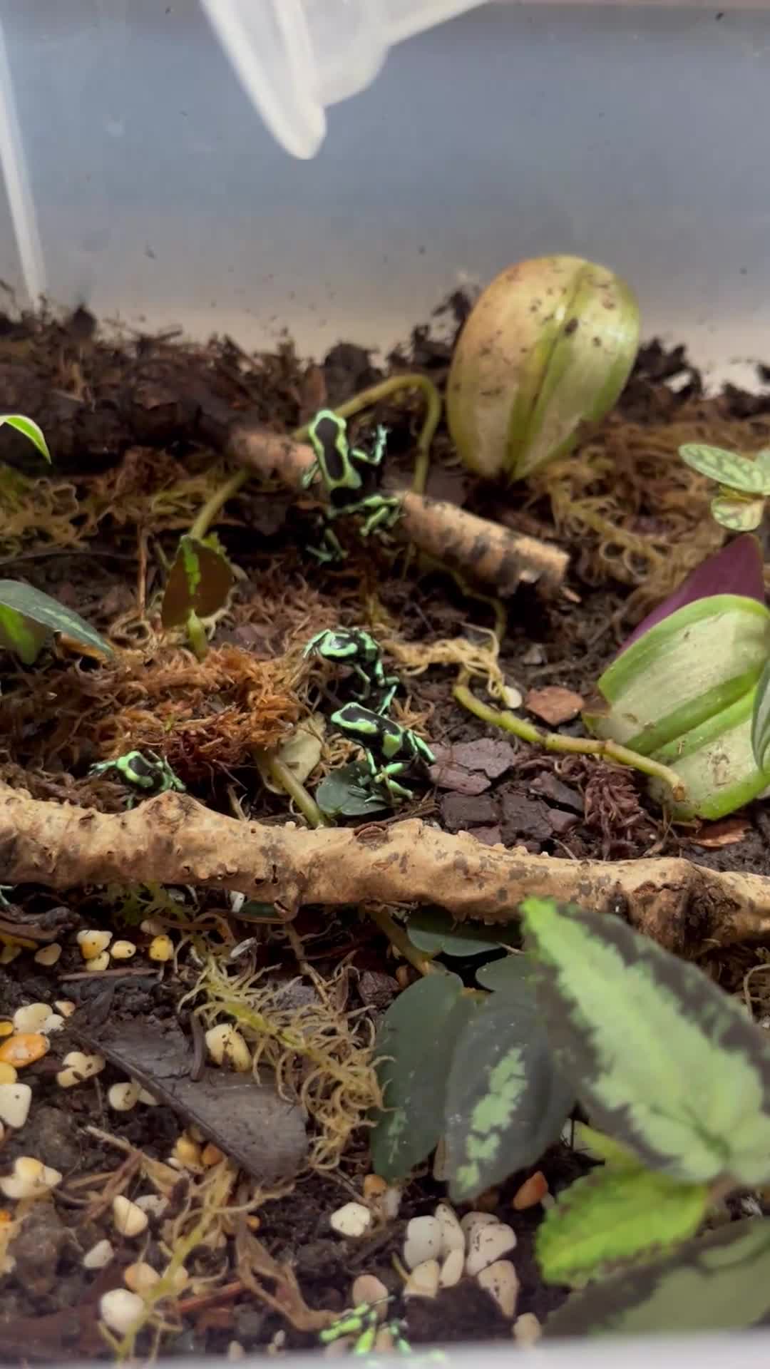 Frog reptiles for sale: Dart frogs dendrobates aurutus  - Video 1