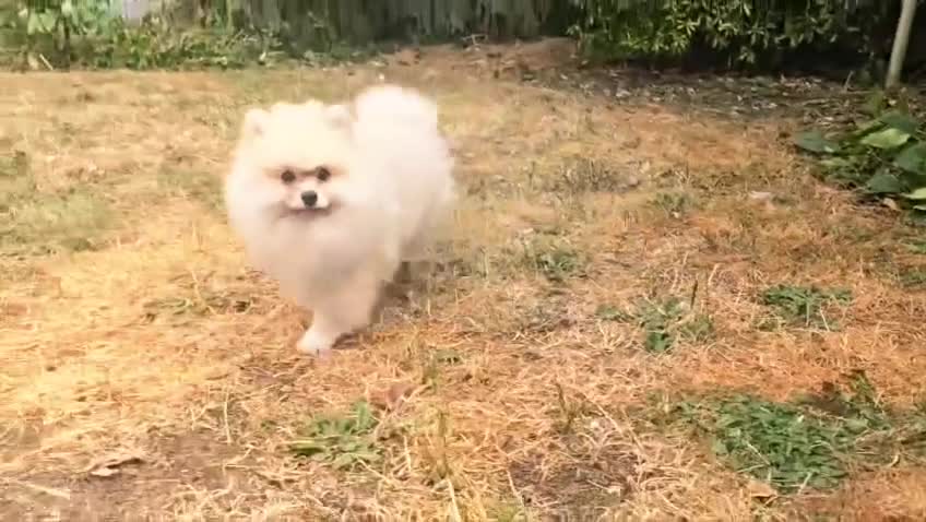 Pomeranian dogs for sale: Stunning KC Pomeranian Puppies for sale - Video 1