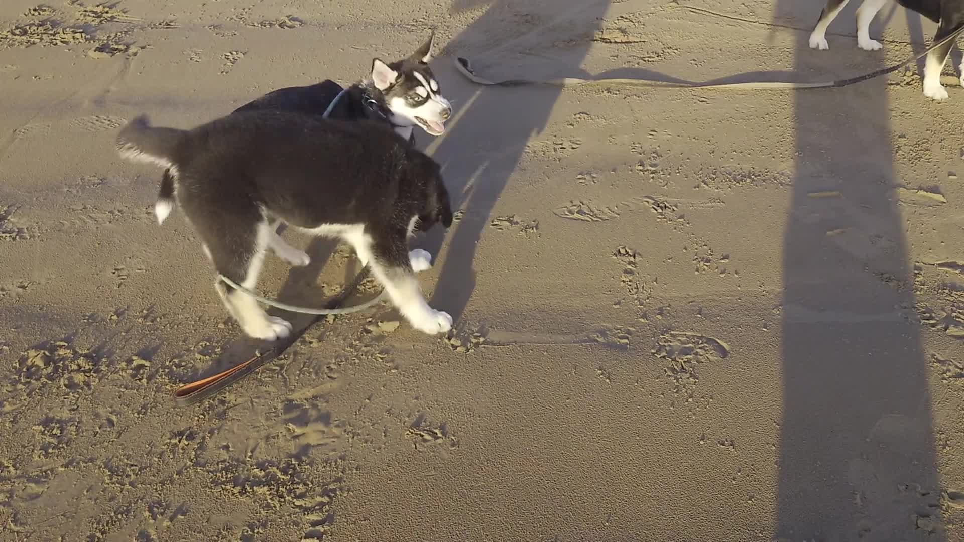 Mixed Breed dogs for sale: Siberian Husky x (Alaskan Malamute x English Bull) - Video 2