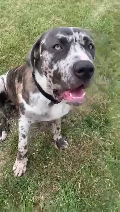 Mixed Breed dogs for adoption: Blue (Cane Corso mix) - Video 3