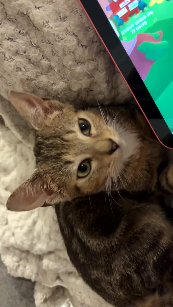 Bengal cats for sale: 🩵Bengal x lynx point tabby baby kitten🩵 in Spennymoor - Video 3